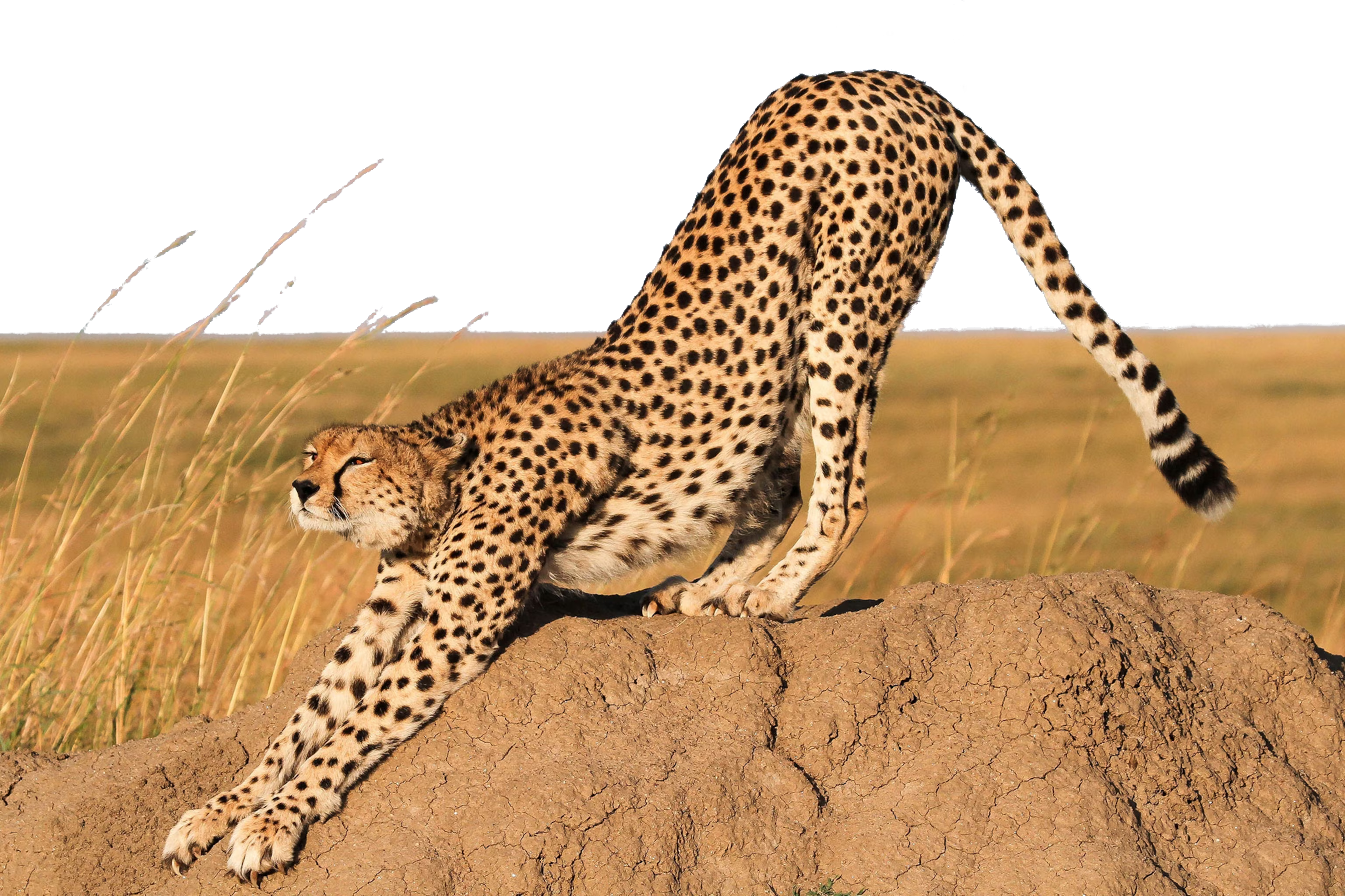 a picture of a cheetah stretching